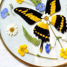 Load image into Gallery viewer, Yellow Swallowtail Butterfly Circle Wall Hanging