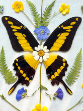 Load image into Gallery viewer, Yellow Swallowtail Butterfly Circle Wall Hanging